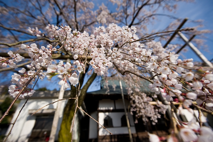 20100330-3656