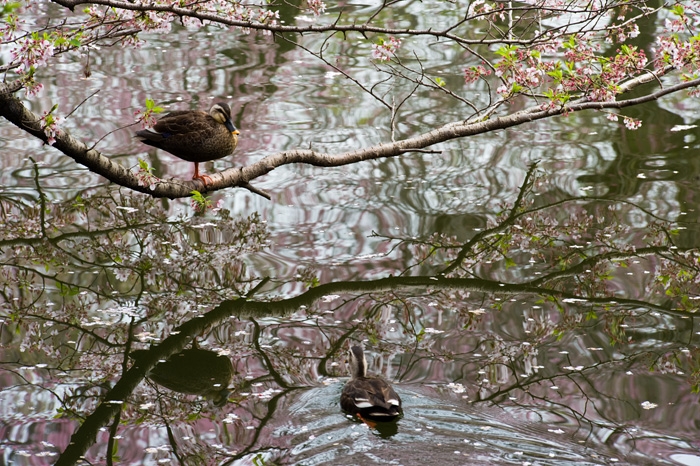 20100407-6400