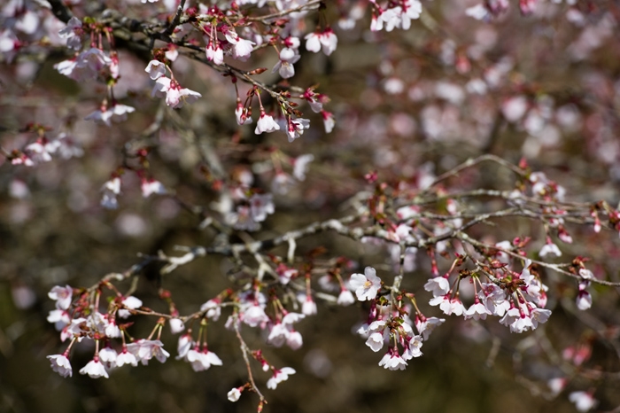 20100408-6639