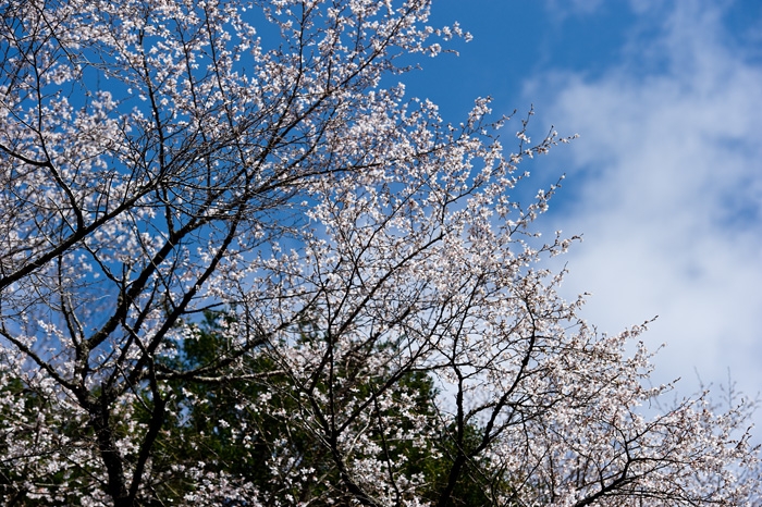 20100408-6641