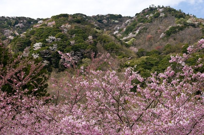 20100408-6889