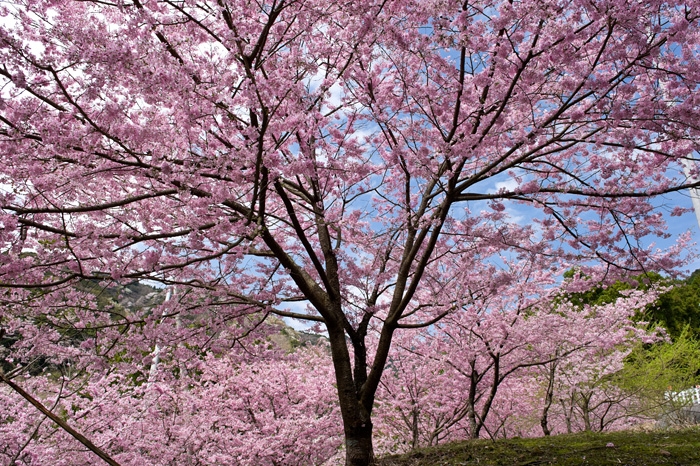 20100408-6936