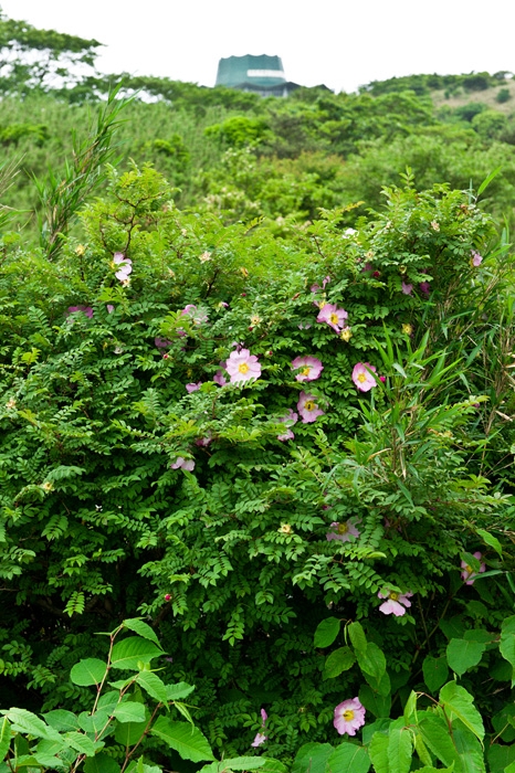20100613-5294